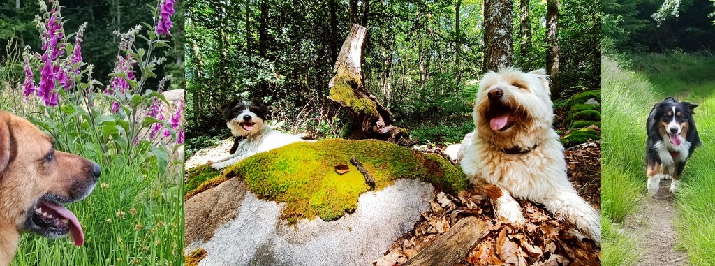 La petite colo des 4 pattes